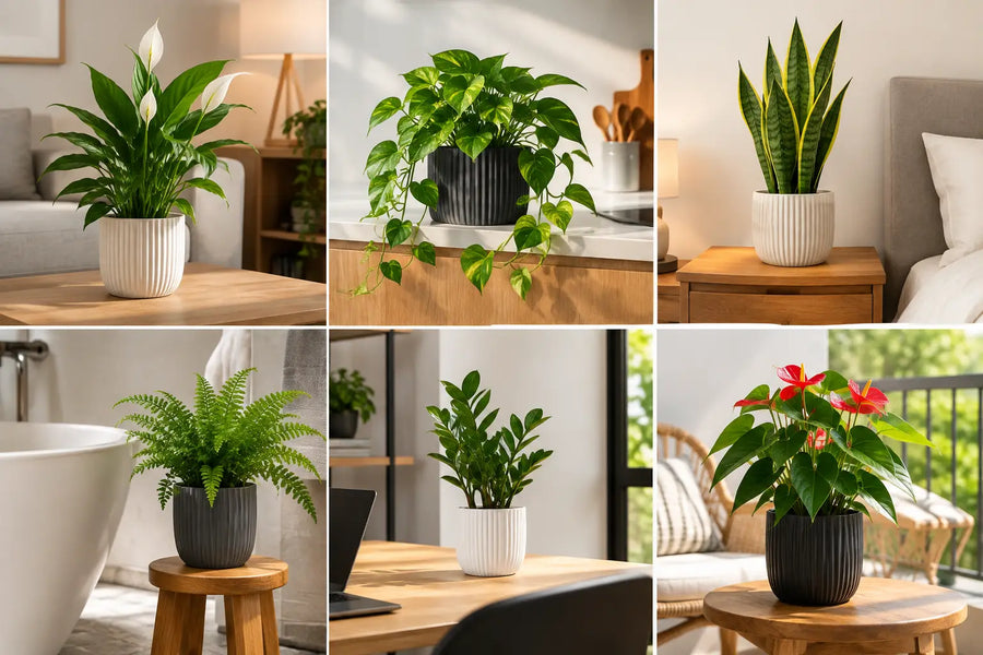 Guia de plantas interiores para cada ambiente