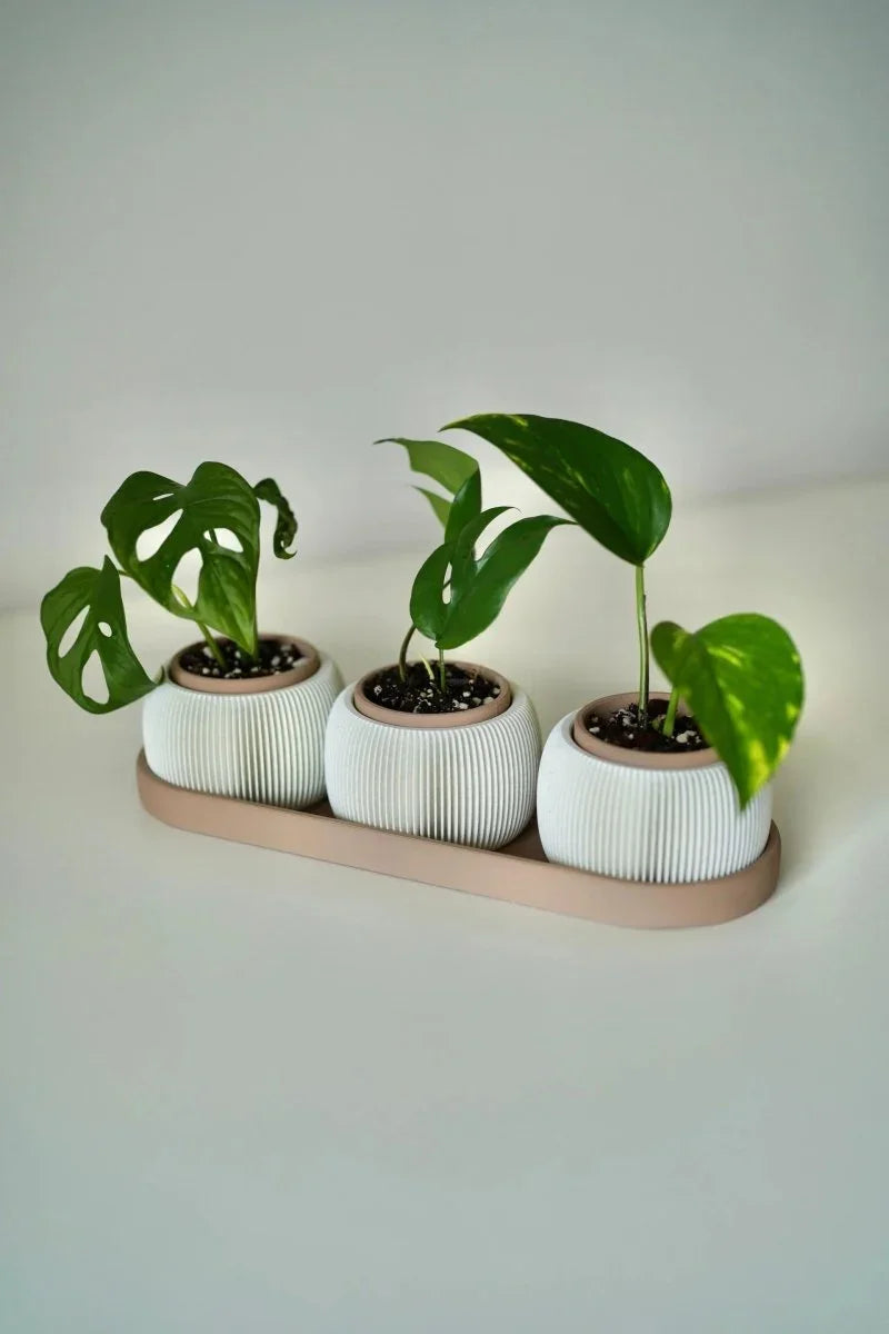 Trio de Mini Vasos TRIOLAM – Design Afetivo e Contemporâneo - Criativalia
