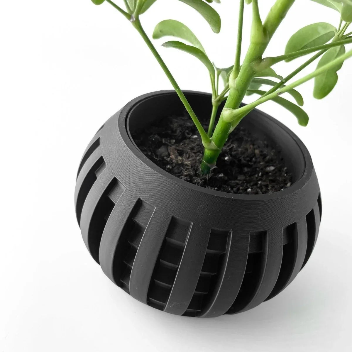 Vaso de Planta Amada - Criativalia