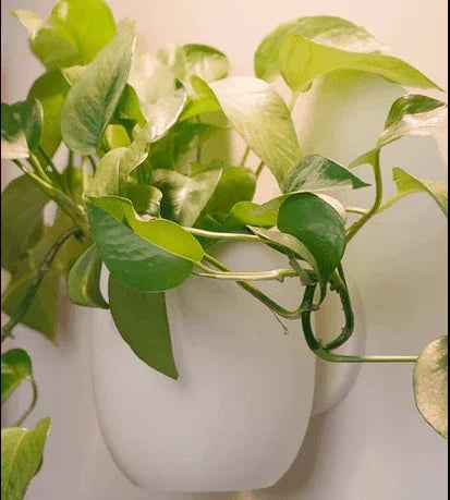 vaso de planta Arvyn - Criativalia