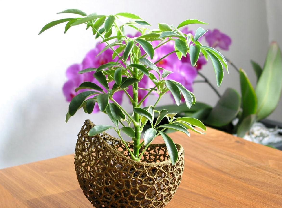 Vaso de Planta Capsule - Criativalia