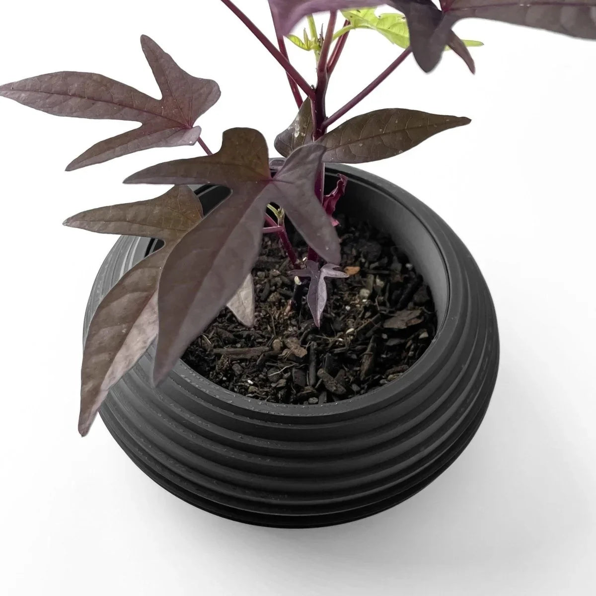 Vaso de Plantas Frons - Criativalia