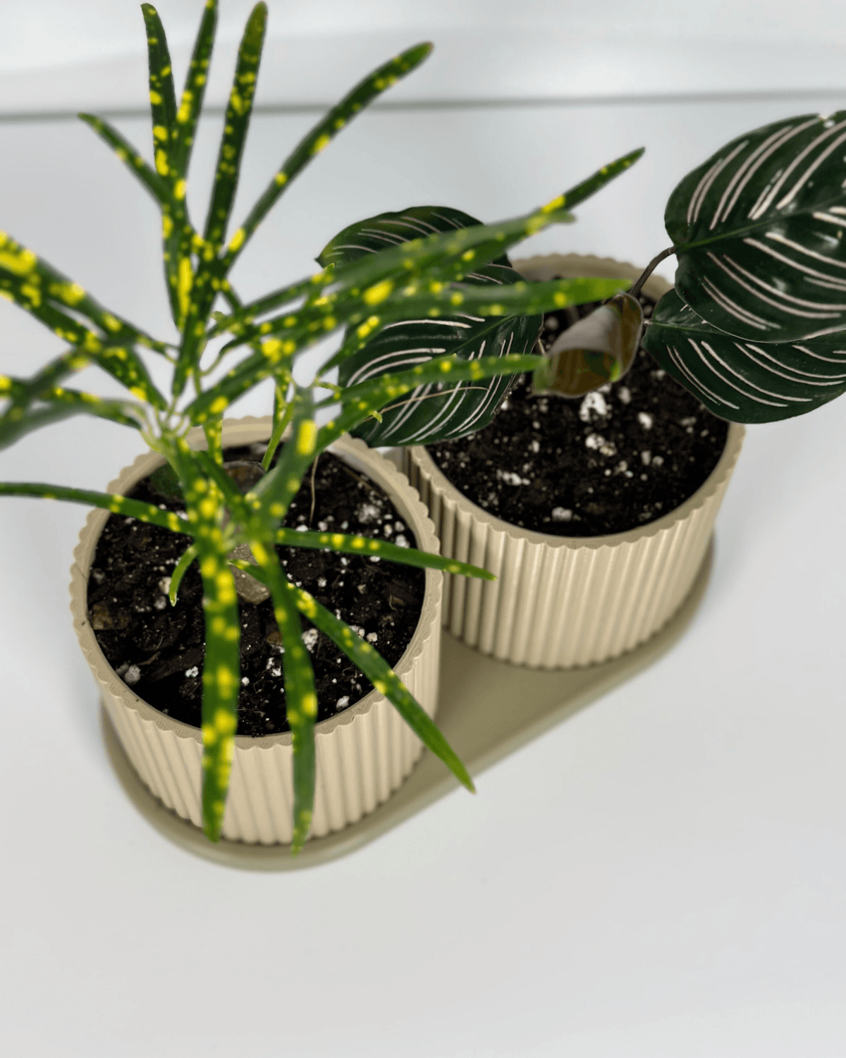 TWINDA – Vaso Duplo com bandeja coletora