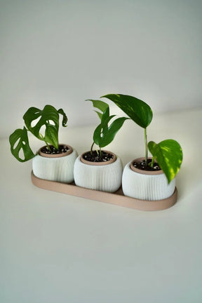 Trio de Mini Vasos TRIOLAM – Design Afetivo e Contemporâneo - Criativalia