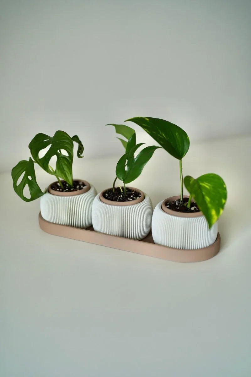 Trio de Mini Vasos TRIOLAM – Design Afetivo e Contemporâneo - Criativalia