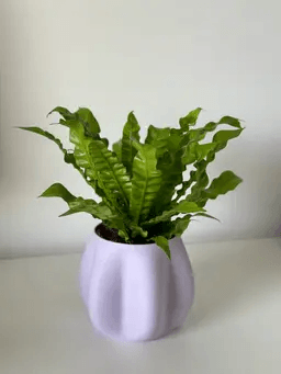 Vaso Autoirrigável Floralis - Criativalia