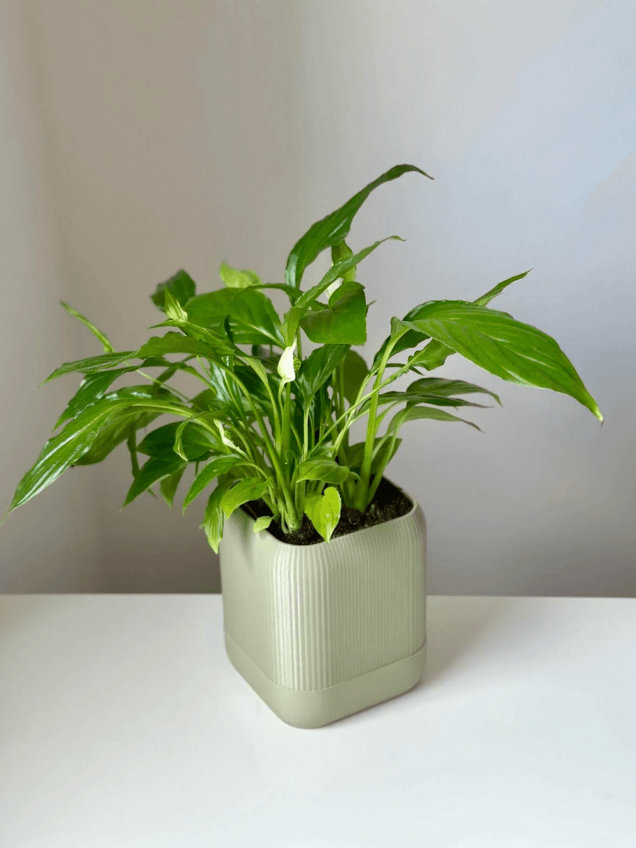 Vaso Autoirrigável Prisma - Criativalia