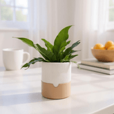 Vaso Autoirrigável RIB | Design Sustentável e Artesanal - Criativalia