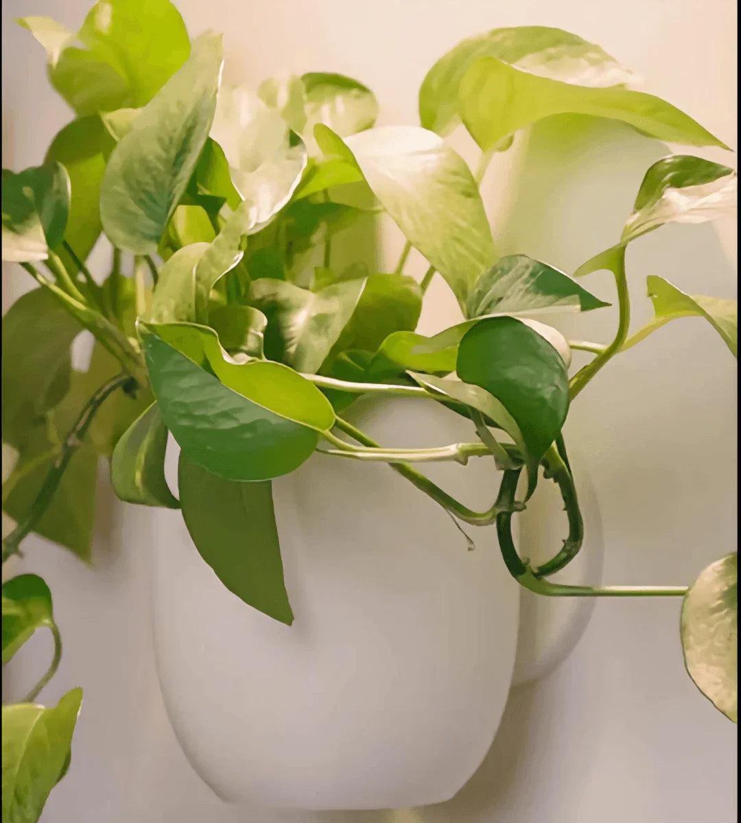 vaso de planta Arvyn - Criativalia