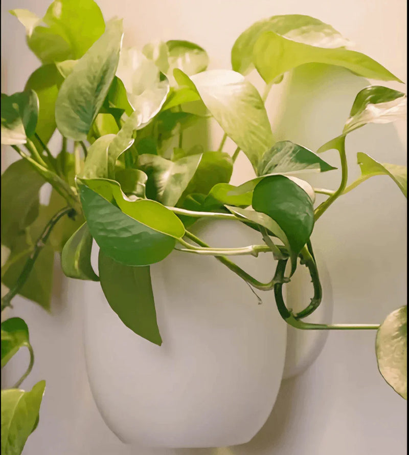 vaso de planta Arvyn – Design Minimalista e Sustentável | Frete Grátis